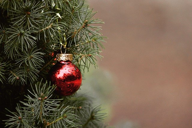 Le sapin : véritable symbole de la Noël